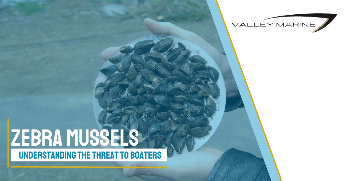Zebra Mussels: Understanding the Threat to Boaters